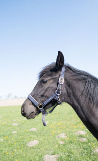 Horse standing on field against clear sky