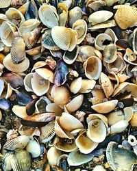 Close-up of seashells