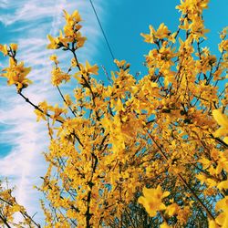 Low angle view of yellow flowers