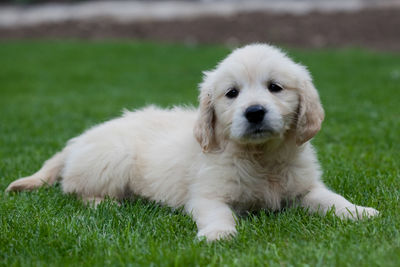 Close-up of dog on grass