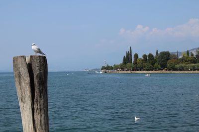 Seagull perching on wooden post in sea