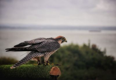 Close-up of bird perching on wood