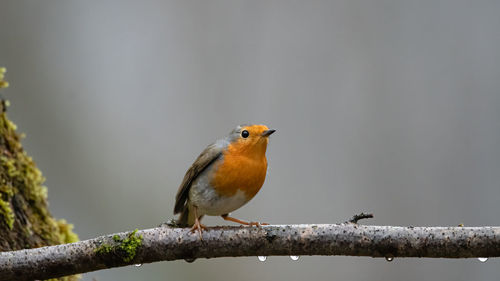 Close-up of bird perching on a tree