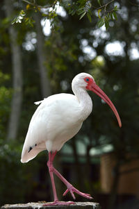 White ibis latin name eudocimus albus