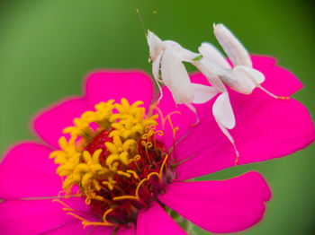 Close-up of pink flowering plant