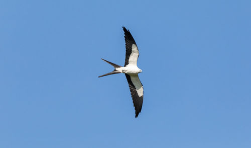 Low angle view of seagull flying in sky