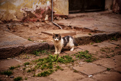 Cat sitting outdoors