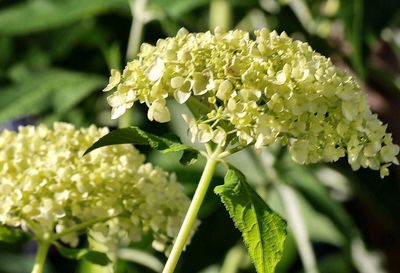 Close-up of flowers blooming outdoors