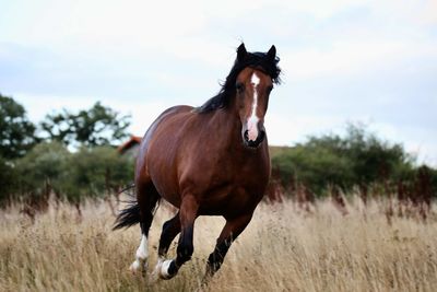 Horse standing on field