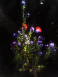 illuminated