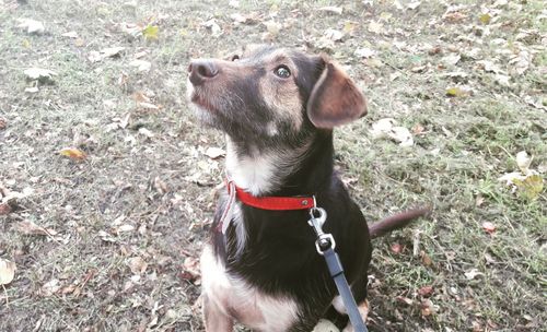 High angle view of dog sitting on field