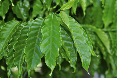 Close-up of fresh green leaves