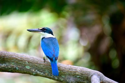 Close-up of bird perching on branch