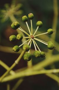 Close-up of plant