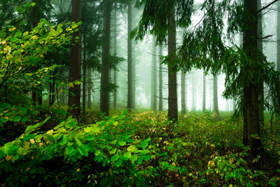 Plants and trees in forest