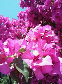Close-up of pink bougainvillea blooming on tree