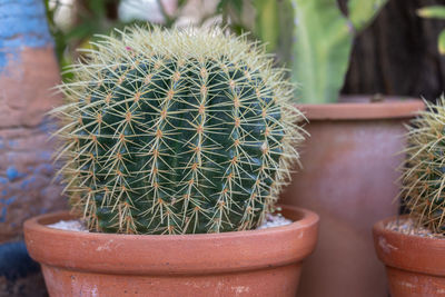 Close-up of succulent plant in pot