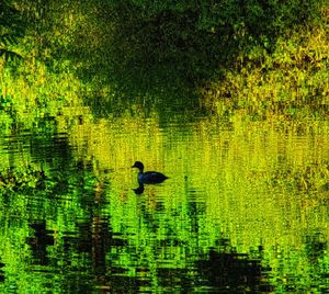 View of duck swimming in lake