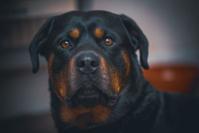 Close-up portrait of dog