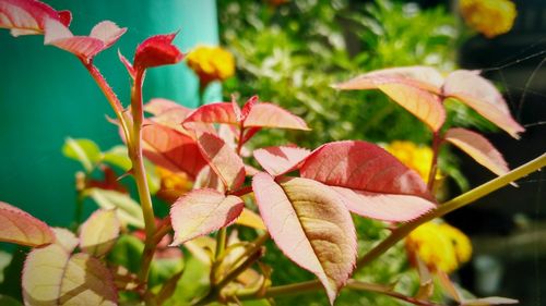 Close-up of flowers against blurred background