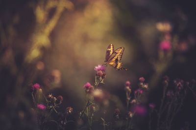Close-up of butterfly on pink flowers