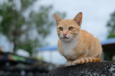 Portrait of a cat sitting outdoors