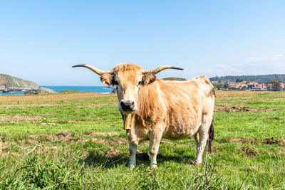 Cow grazing in the field