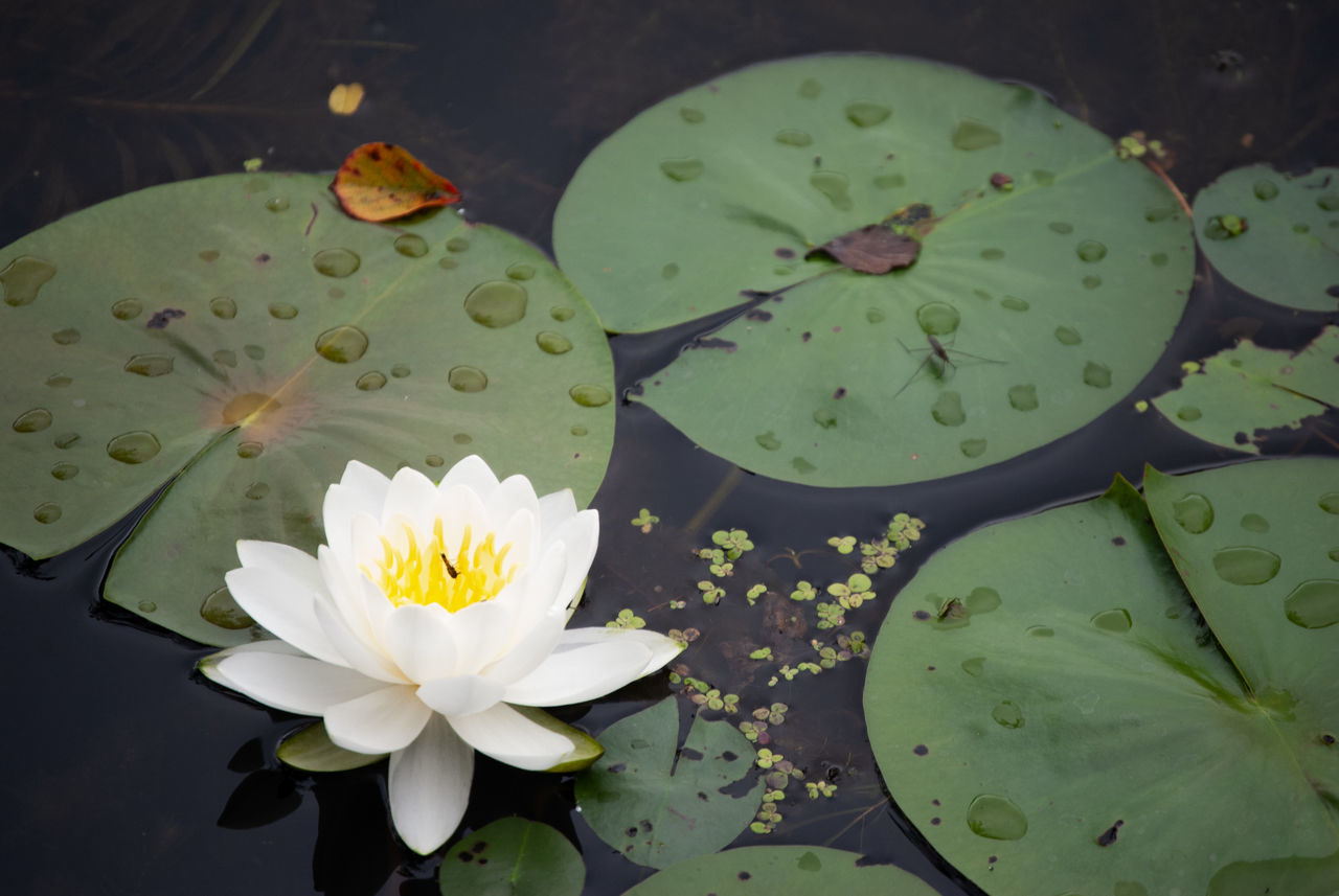 water lily, flower, green, flowering plant, plant, pond, lily, leaf, beauty in nature, floating on water, floating, freshness, lotus water lily, water, plant part, yellow, aquatic plant, nature, petal, flower head, inflorescence, fragility, close-up, growth, no people, macro photography, pollen, botany, blossom, tranquility, outdoors, high angle view, springtime, white