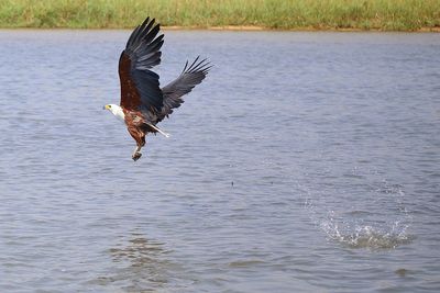 Bird flying over lake