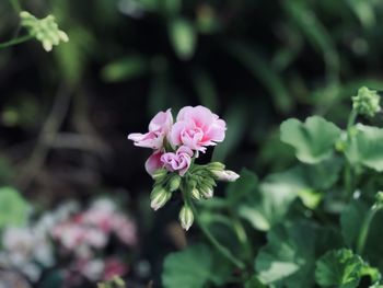 Close-up of pink flowering plant
