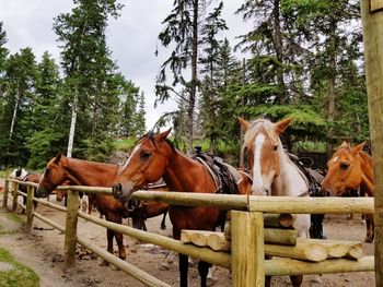 Horses standing by trees against sky