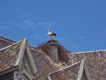 Low angle view of bird perching on roof against clear blue sky