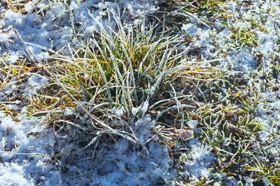 High angle view of plants on field during winter