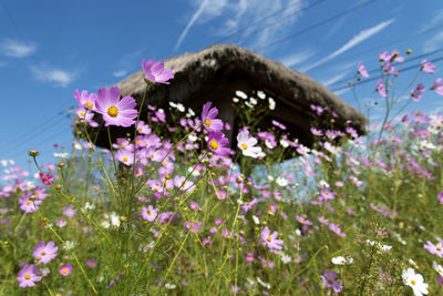 Close-up of pink cosmos flowers blooming on field