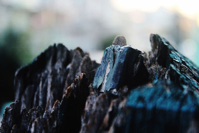Close-up of log on rock