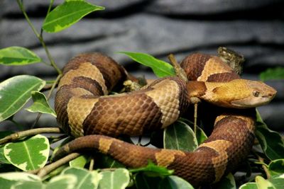 Close-up of snake on branch at tierpark