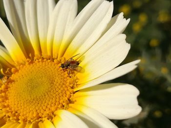 Close-up of insect pollinating on flower