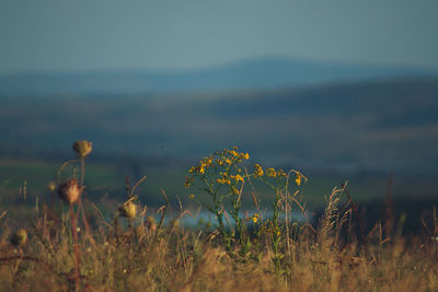 Close-up of yellow flowering plants on field