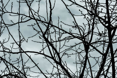 Low angle view of bare trees against sky