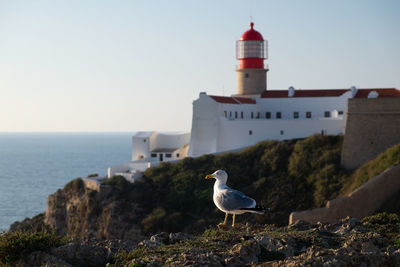 Seagull on a cliff by the sea with a lighthouse in the background