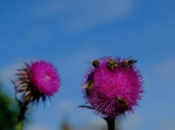 Close-up of bee on thistle against blue sky