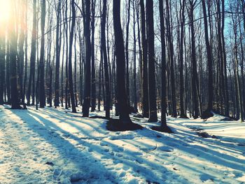 Trees growing on snow covered land