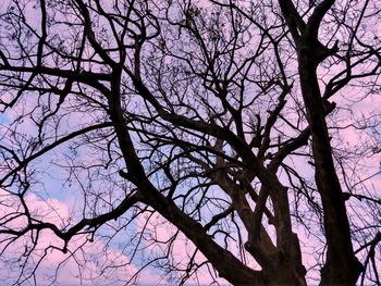 Low angle view of silhouette bare tree against sky