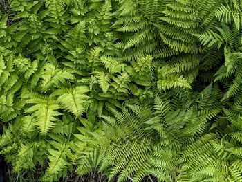 Full frame shot of plants