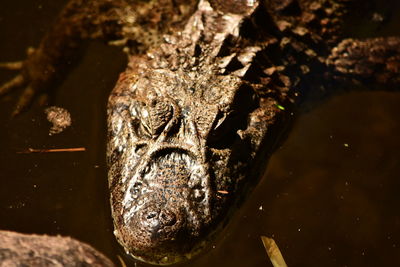 High angle view of alligator swimming in lake