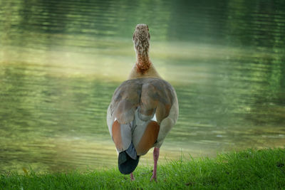 Rear view of a bird on grass