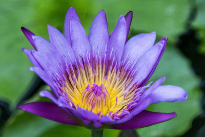 Close-up of purple water lily