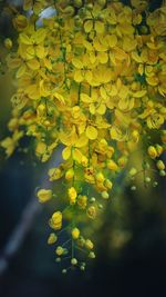 Close-up of yellow flowering plant