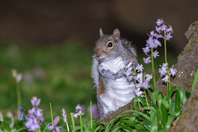 Close-up of squirrel on flower