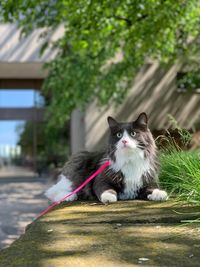 City kitty on a leash